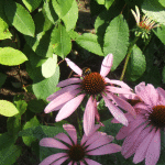 2008_0727tuin0053