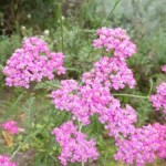 bloem duizendblad 1