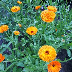 Goudsbloem
