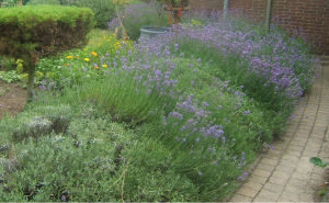 lavendel veld