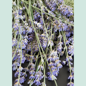 Lavendel