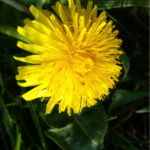 paardenbloem
