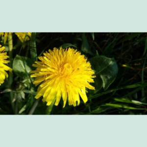 paardenbloem