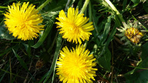 pardenbloem 1