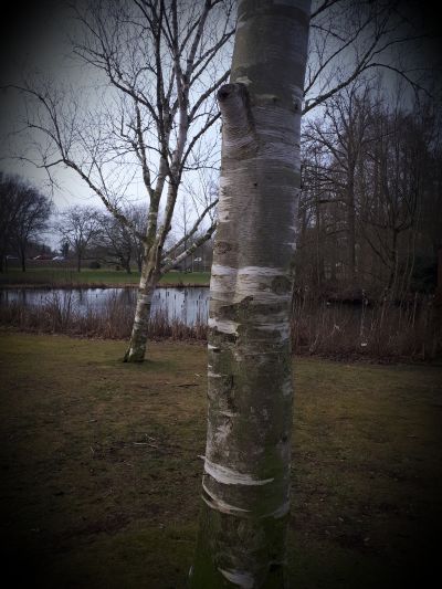 berkenboom 1